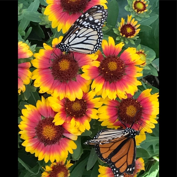 Meet your Posher, Suzy - Picture 3 of 3